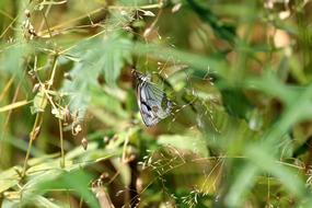 impressively beautiful Butterfly Grass