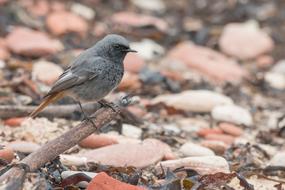 Black Redstart Songbird Bird