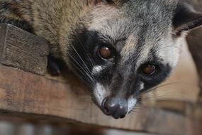 goodly Civets Animal
