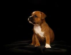 Puppy Staffordshire Bull Terrier