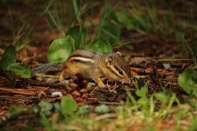 photo of a chipmunk at the forest edge