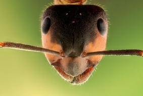 impressively beautiful Stack Ant