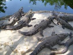 Crocodiles Animals The