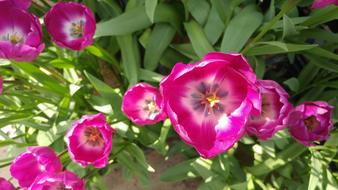 Tulip Spring Flowers Flower