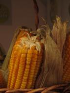 Healthy yellow corn