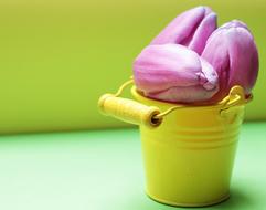 pink tulips buds in a bucket