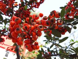 Hawthorn Fruits Red macro