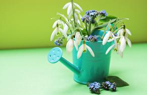 Snowdrop Forget Me Not Flowers