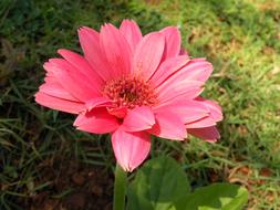 pink spring flower in the garden