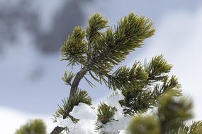 Pine Pinus Mugo Mountain