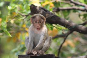 baby Monkey Animal