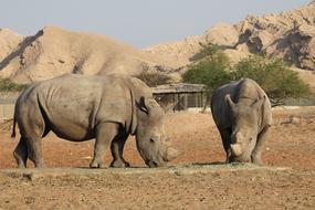 Rhinoceros Wildlife