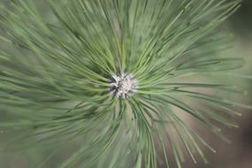 Close up of the needles on the branch
