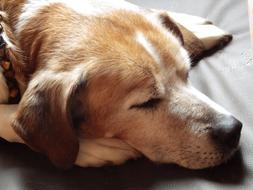 Beautiful and cute, brown and white puppy is sleeping sweetly