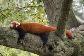 Red Panda resting on tree in Zoo