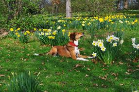 beautiful red Dog laying on flower bad at spring