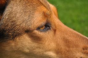 macro photo of the face of a red dog