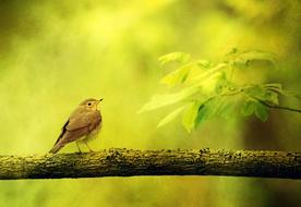 Background Texture Bird tree