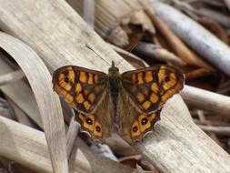 Pararge Aegeria Orange Butterfly