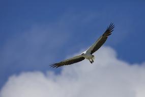 Bird White-Bellied Sky