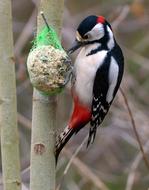 colored bird at the feeder