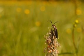 insect on a plant on a blurred background