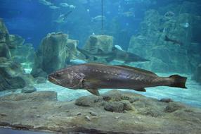 Marine Fish