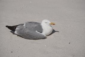 Seagull Islands Cies