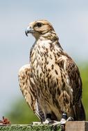 Saker falcon in captivity