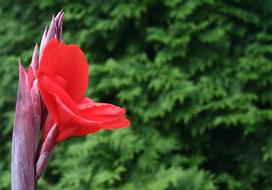 red petals on a log