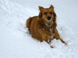 Dog Winter snow Outdoor