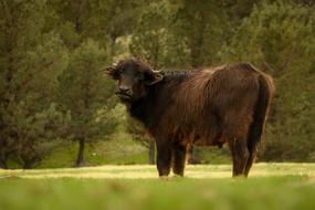 amazingly beautiful Buffalo Animal