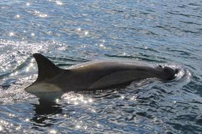 Killer Whale Mar