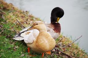 black-headed and beige ducks on the shore of the pond