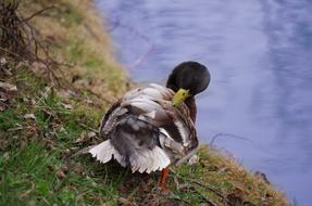 beautiful duck cleans feathers on the shore of the pond