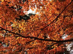 Red Leaves Maple