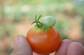 Tomato Organic Farm