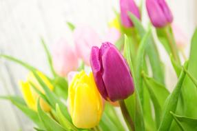 Tulips Flowers Yellow