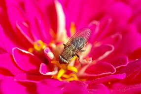 Fly Blossom Bloom