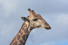 Giraffe Kruger National Park