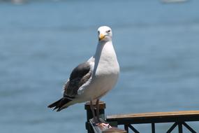 seagull on the dock close-up on a blurred background