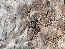 Saltícido Spider Leaper