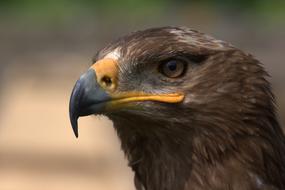 photo portrait of a steppe eagle