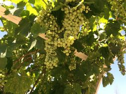 Grape Vines Grapes Temecula
