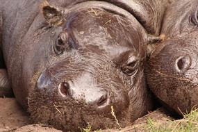 Hippo Zoo Hippopotamus