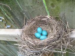 four blue Eggs in bird Nest