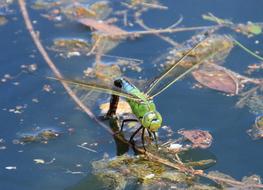 fabulous Dragonfly Water Pond