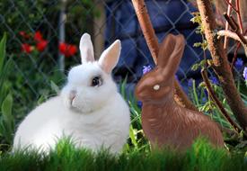 Easter Hare Chocolate