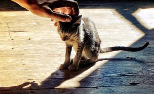 Cat sun Hand