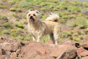 little beige terrier stands on a rock